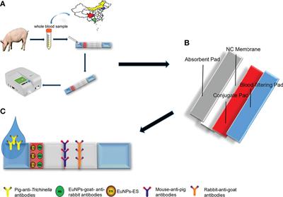 Lateral flow immunoassay strips based on europium(III) chelate microparticle for the rapid and sensitive detection of Trichinella spiralis infection in whole blood samples of pigs